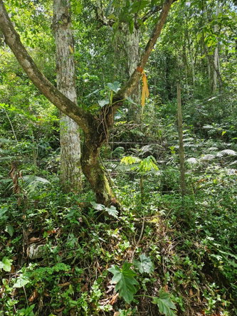 Third image of Lot 1 Coopers Hill, Red Hills p in Coopers Hill, St. Andrew, Jamaica - property is For Sale