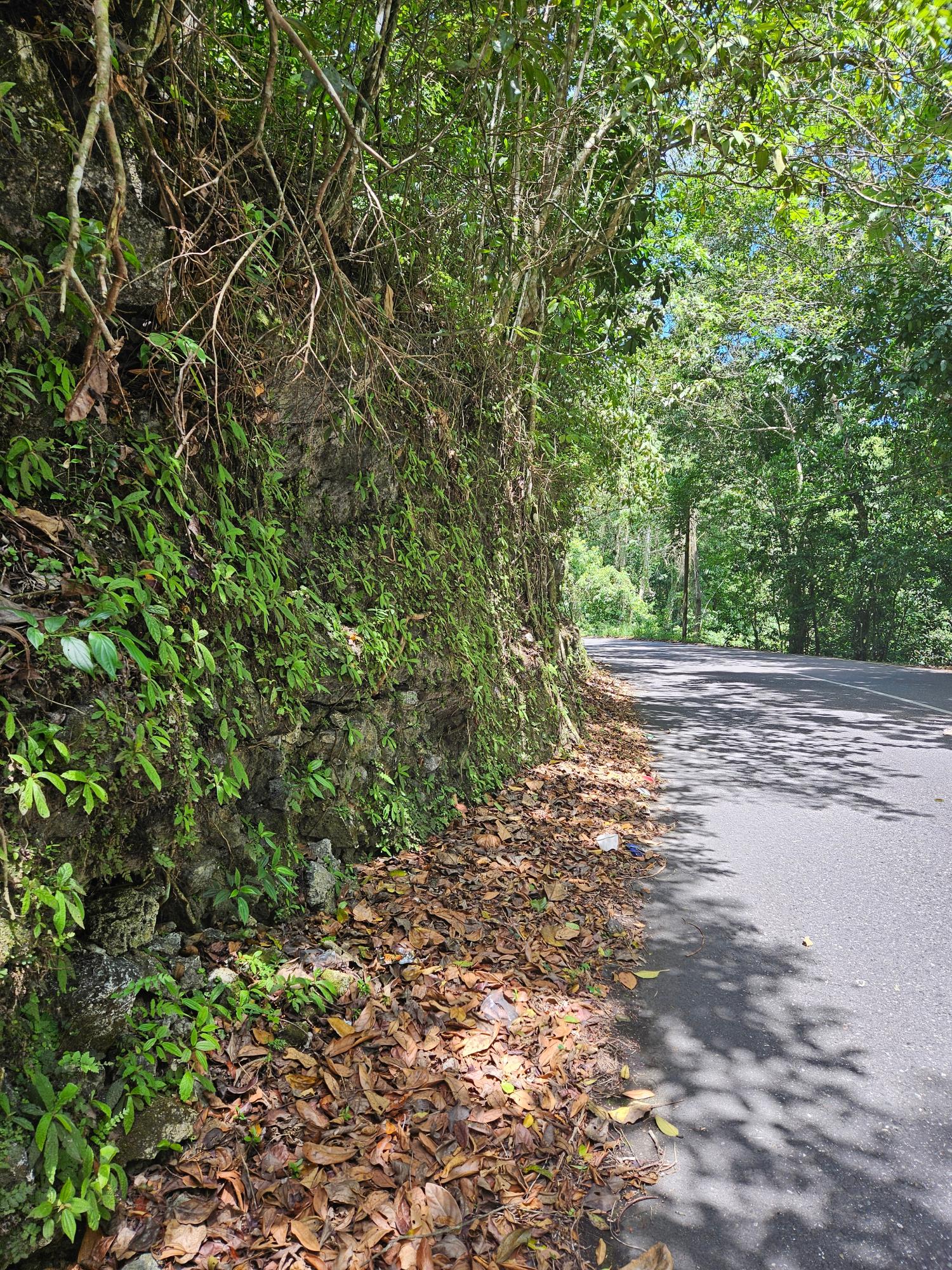 Seventh image of Lot 1 Coopers Hill, Red Hills p in Coopers Hill, St. Andrew, Jamaica - property is For Sale