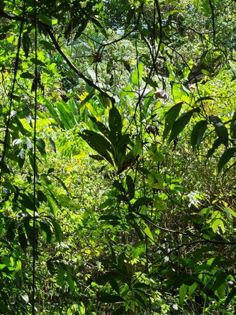 Tenth image of Lot 1 Coopers Hill, Red Hills p in Coopers Hill, St. Andrew, Jamaica - property is For Sale