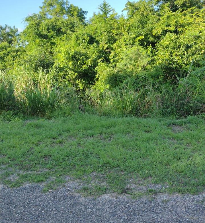 Third image of Lot-351 Ridgeway in Duncans, Trelawny, Jamaica - property is For Sale