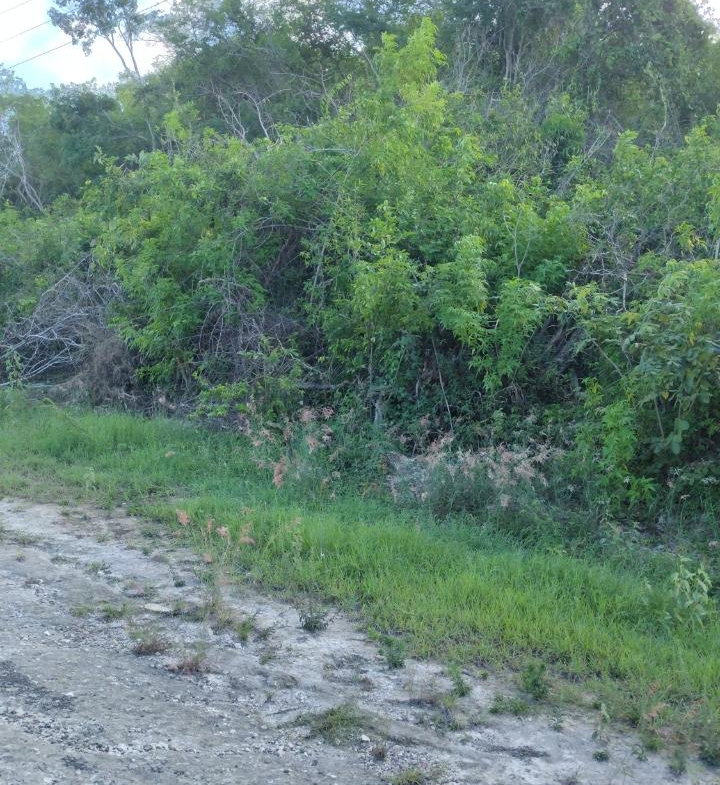 Fourth image of Lot-351 Ridgeway in Duncans, Trelawny, Jamaica - property is For Sale