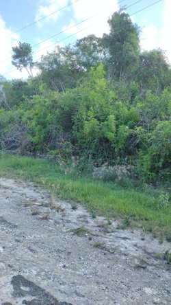 Fourth image of Lot-351 Ridgeway in Duncans, Trelawny, Jamaica - property is For Sale