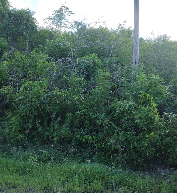Second image of Lot-354 Ridgeway in Duncans, Trelawny, Jamaica - property is For Sale