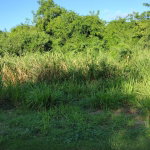 First image of Lot-354 Ridgeway in Duncans, Trelawny, Jamaica - property is For Sale