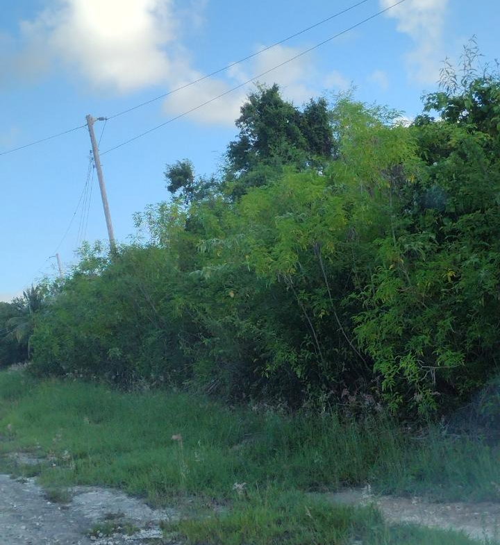 Fourth image of Lot-354 Ridgeway in Duncans, Trelawny, Jamaica - property is For Sale