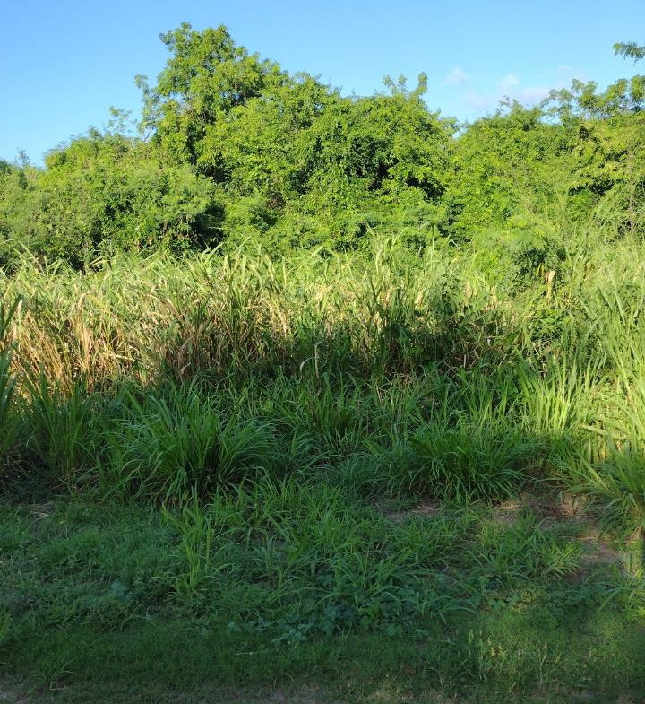 First image of Lot-354 Ridgeway in Duncans, Trelawny, Jamaica - property is For Sale