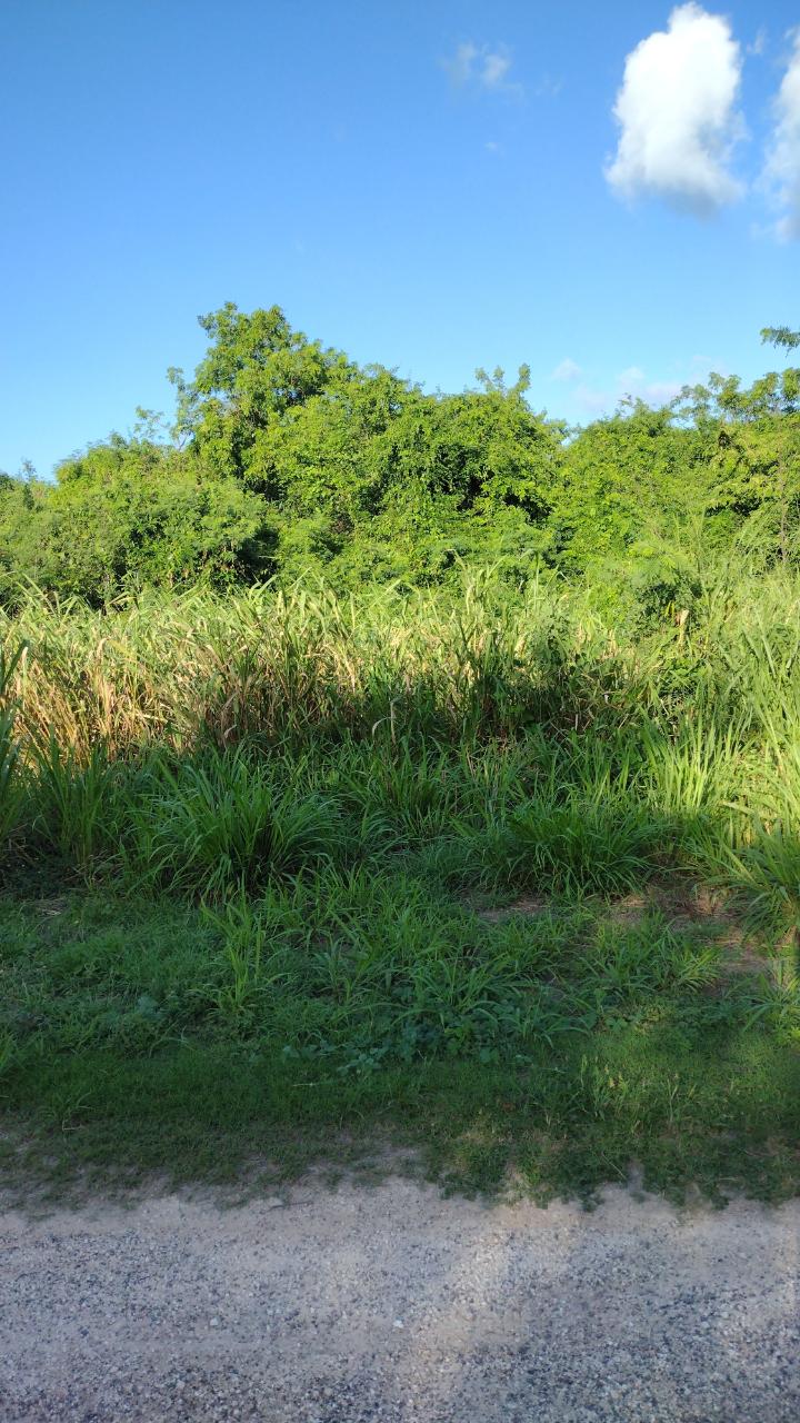 First image of Lot-354 Ridgeway in Duncans, Trelawny, Jamaica - property is For Sale