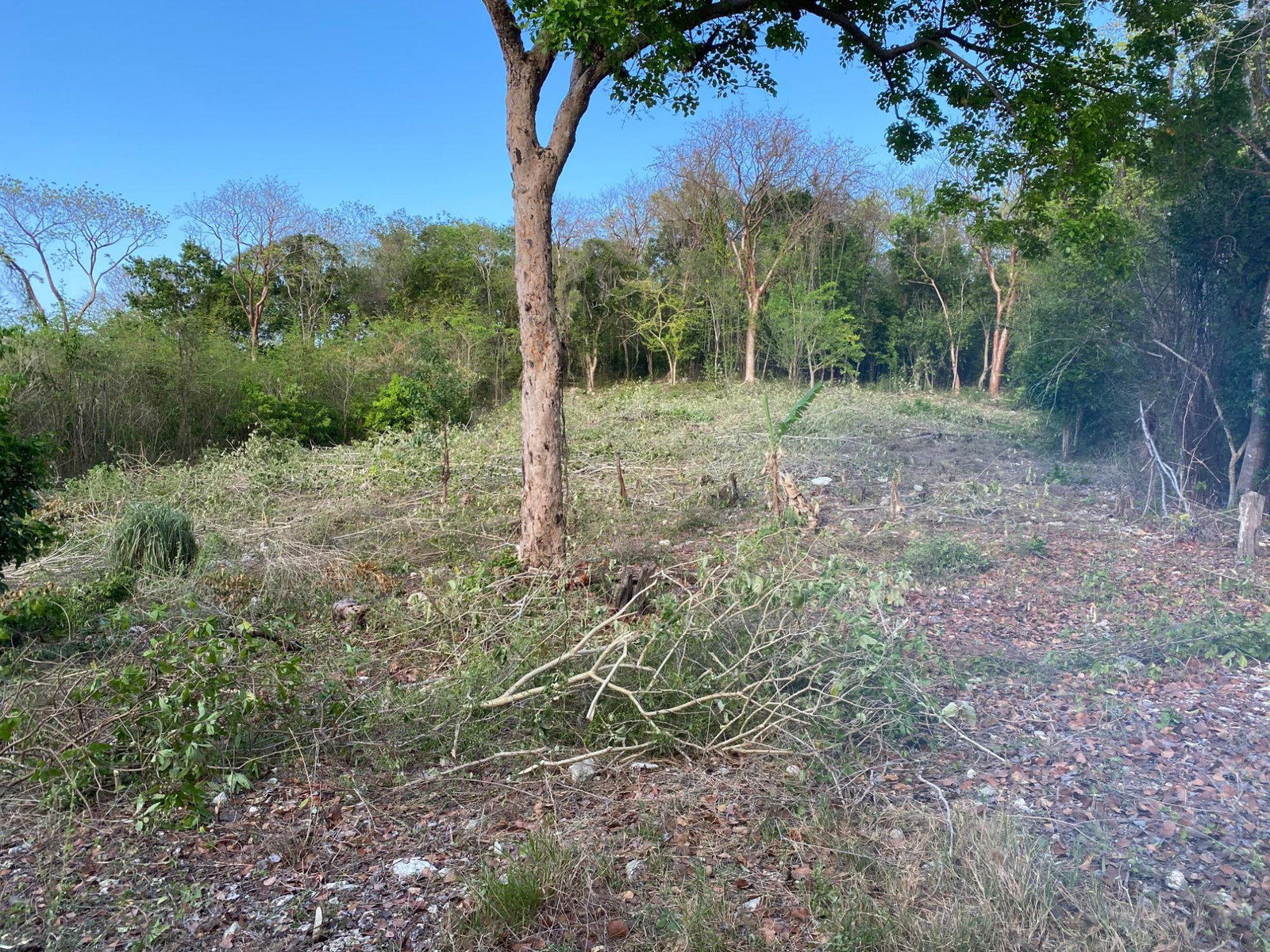 Eighth image of Lot 400 Runaway Road in DUNCAN BAY, Trelawny, Jamaica - property is For Sale