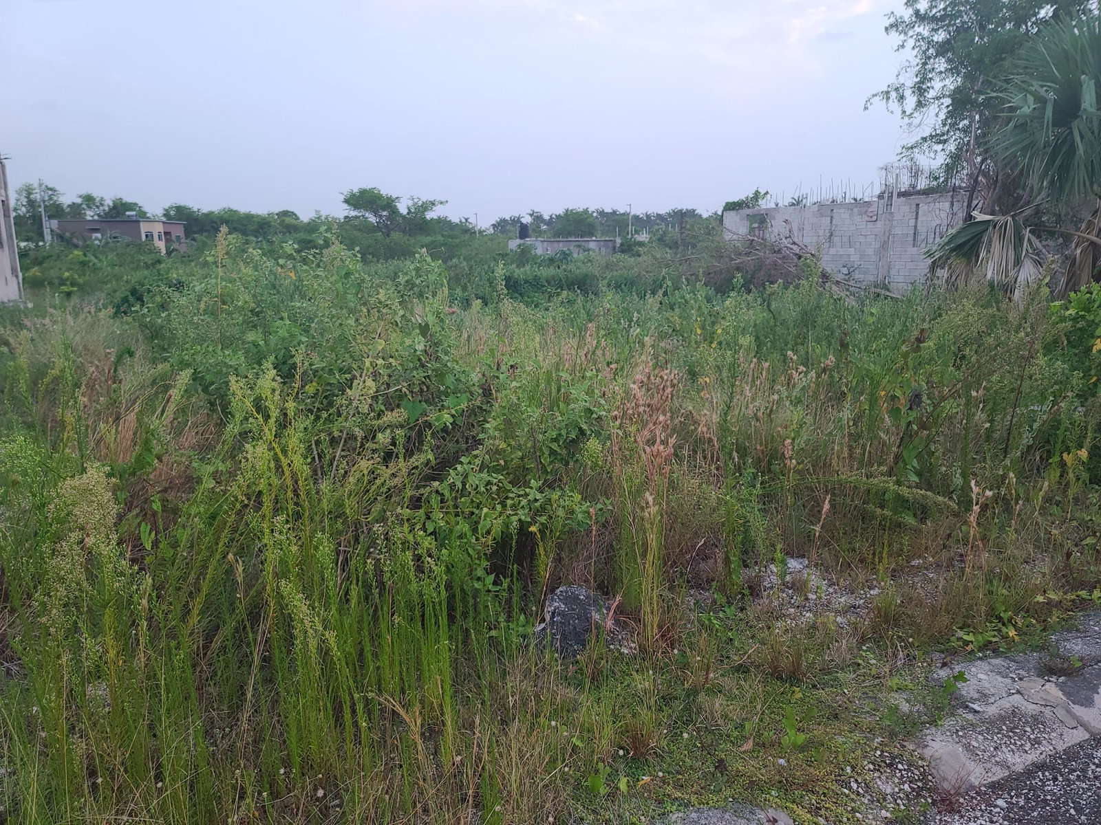 Fifth image of Palmbrook Estate, Lacovia in Palm Brook Estate, St. Elizabeth, Jamaica - property is For Sale