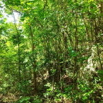 First image of Glade, in Caymanas Estates, St. Catherine, Jamaica - property is For Sale