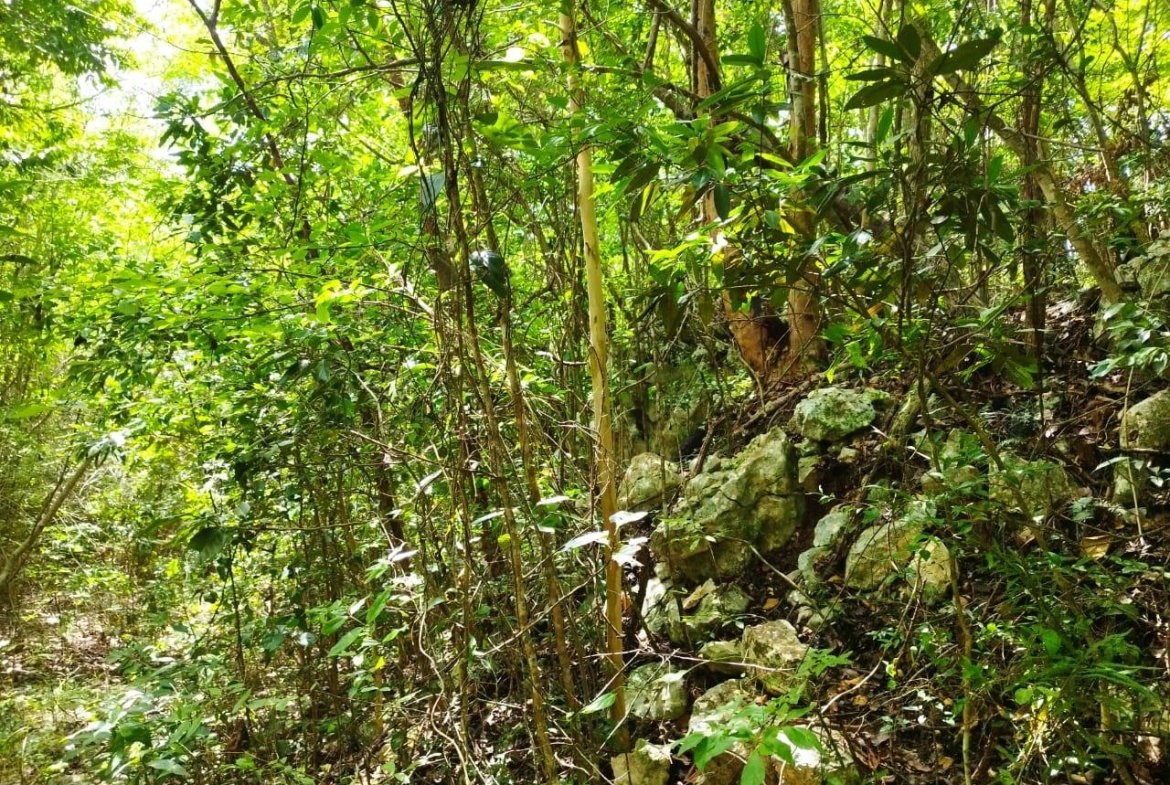 Third image of Glade, in Caymanas Estates, St. Catherine, Jamaica - property is For Sale