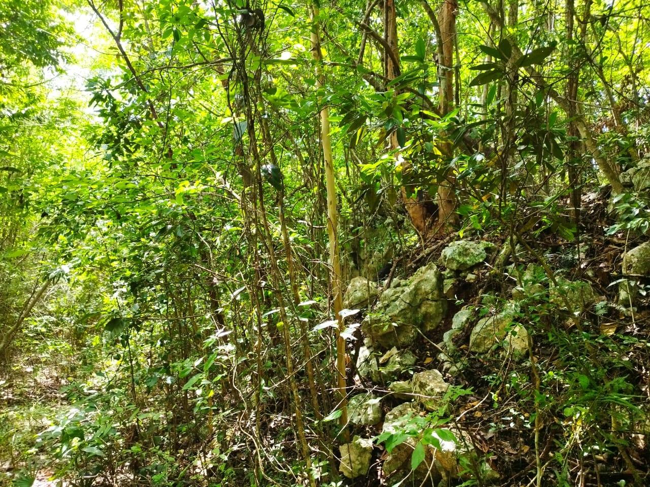 Third image of Glade, in Caymanas Estates, St. Catherine, Jamaica - property is For Sale