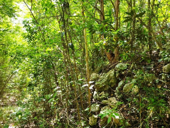 Third image of Glade, in Caymanas Estates, St. Catherine, Jamaica - property is For Sale