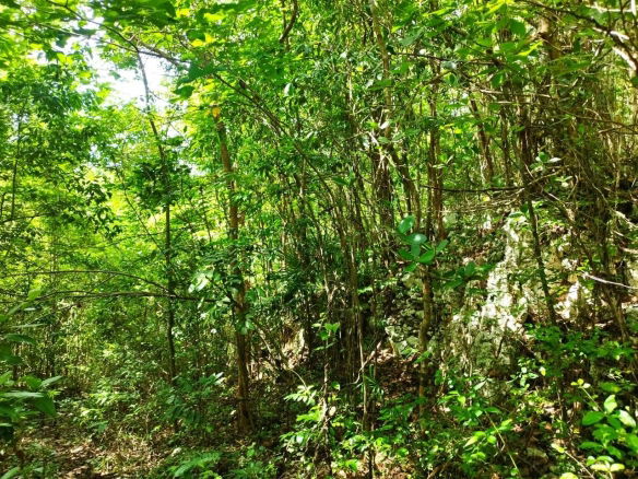 First image of Glade, in Caymanas Estates, St. Catherine, Jamaica - property is For Sale