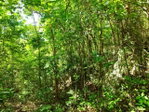 First image of Glade, in Caymanas Estates, St. Catherine, Jamaica - property is For Sale