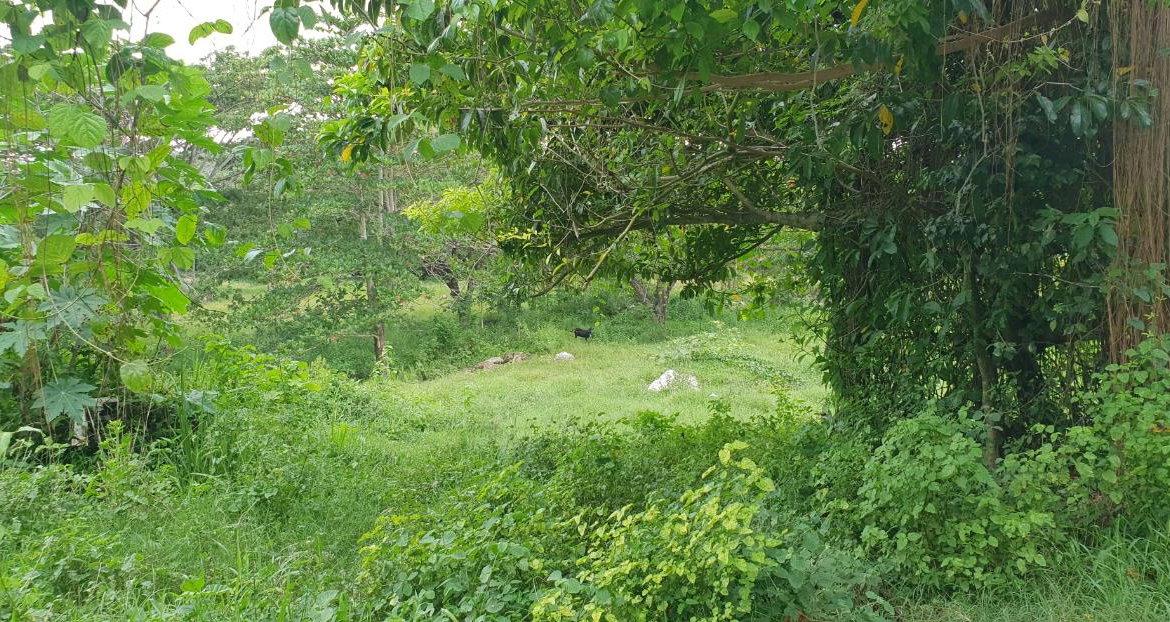 Second image of Lot 8 Haughton Court, Hanover in Lucea, Hanover, Jamaica - property is For Sale