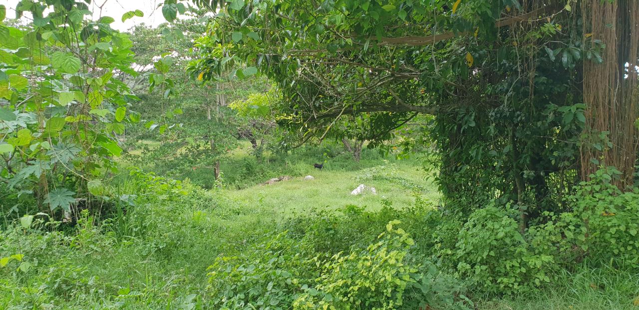 Second image of Lot 8 Haughton Court, Hanover in Lucea, Hanover, Jamaica - property is For Sale