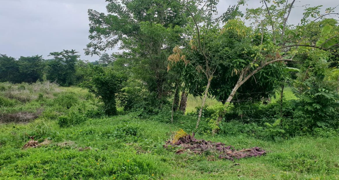 Fourteenth image of Lot 8 Haughton Court, Hanover in Lucea, Hanover, Jamaica - property is For Sale