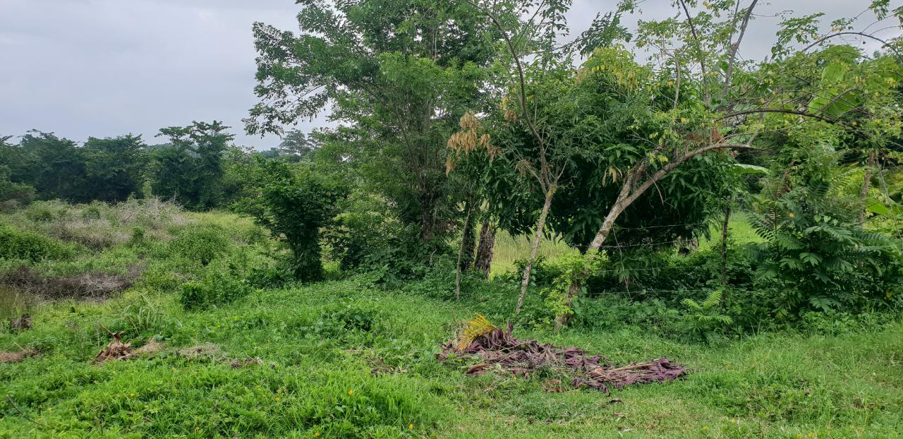 Fourteenth image of Lot 8 Haughton Court, Hanover in Lucea, Hanover, Jamaica - property is For Sale