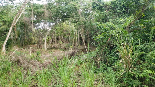 Ninth image of 26 Huddersfield in Tower Isle, St. Mary, Jamaica - property is For Sale