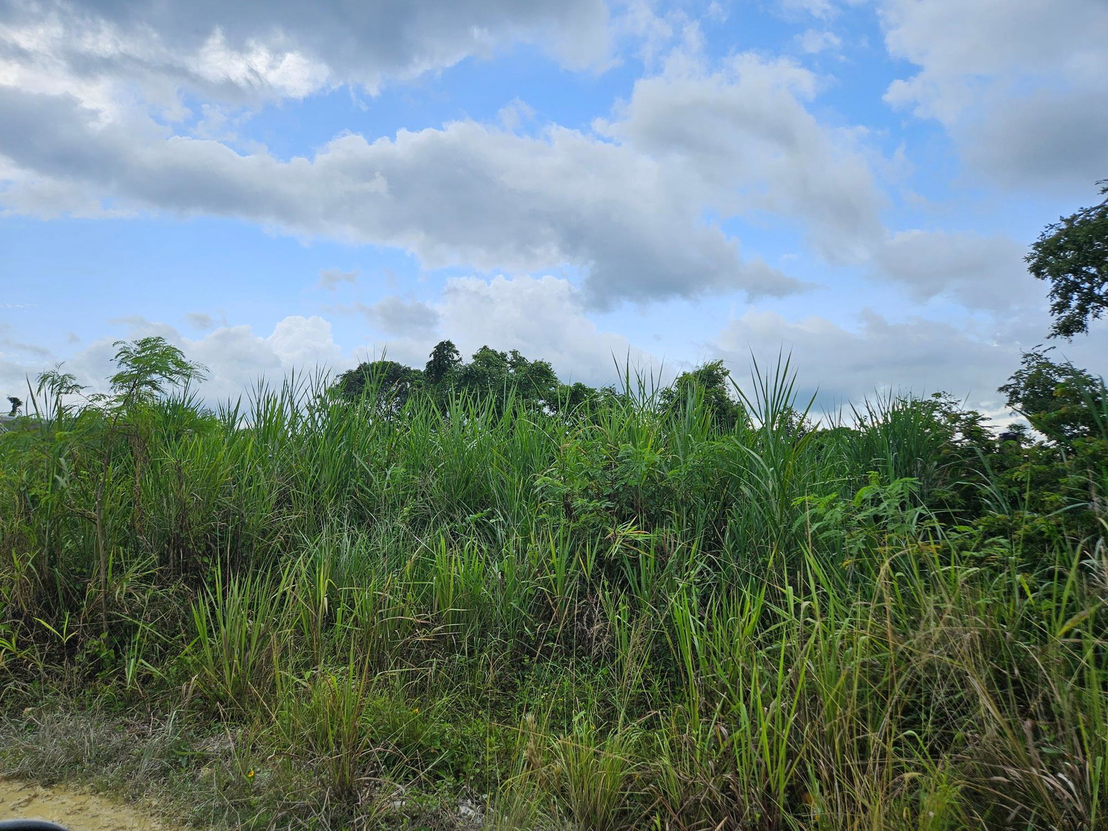 Prime-Residential-Lot-for-Sale-in-Llandilo-Westmoreland-Jamaica Second image of Llandillo in SAVANNA LA MAR, Westmoreland, Jamaica - property is For Sale