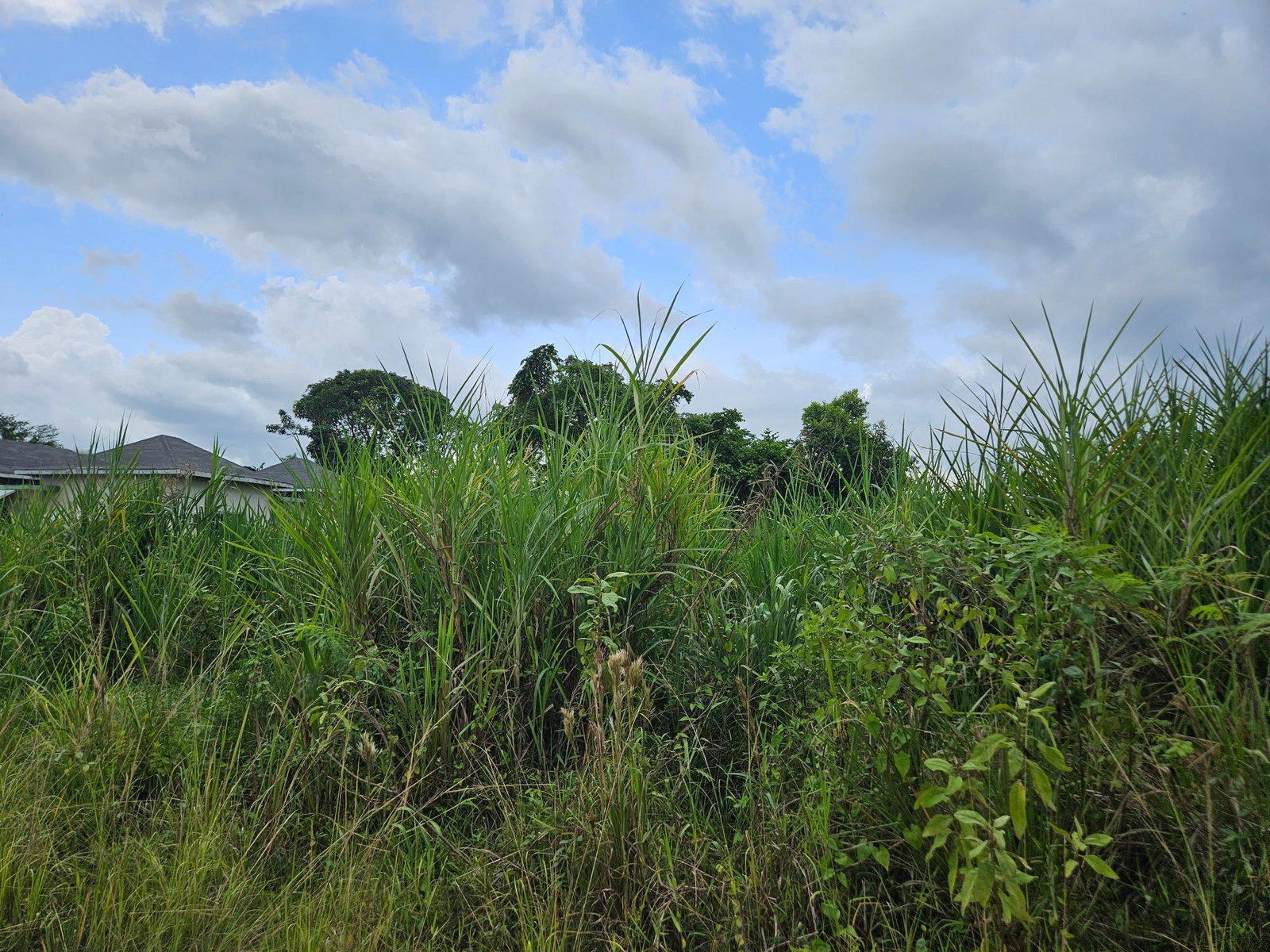 Prime-Residential-Lot-for-Sale-in-Llandilo-Westmoreland-Jamaica Fourth image of Llandillo in SAVANNA LA MAR, Westmoreland, Jamaica - property is For Sale