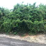 First image of Lot 115-patterson Boulevard, Melrose Mews in Williamsfield, Manchester, Jamaica - property is For Sale