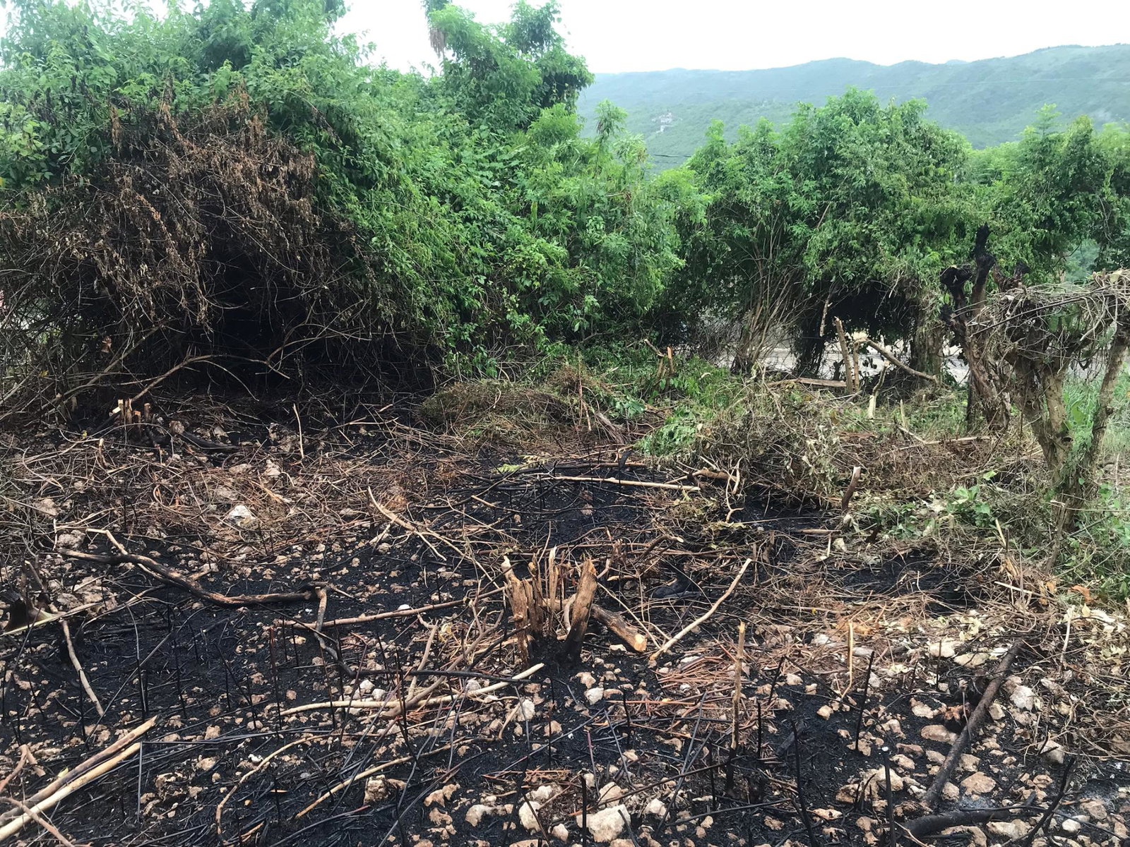 Fourth image of Lot 115-patterson Boulevard, Melrose Mews in Williamsfield, Manchester, Jamaica - property is For Sale
