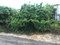 First image of Lot 115-patterson Boulevard, Melrose Mews in Williamsfield, Manchester, Jamaica - property is For Sale