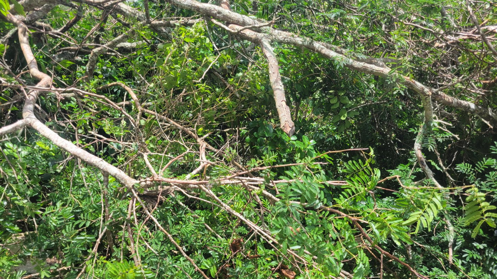 Sixth image of 161 Moorlands Estate in Mandeville, Manchester, Jamaica - property is For Sale