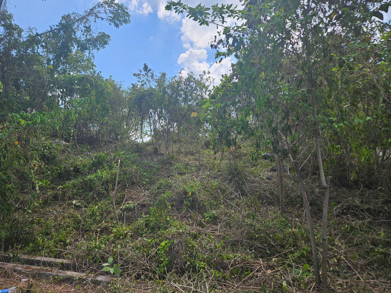 Prime-Residential-Lot-for-Sale-in-Negril-Jamaica-Build-Your-Dream-Home First image of 846 Whitehall in Negril, Westmoreland, Jamaica - property is For Sale