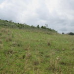 First image of 225g New Wales, Manchester in Knockpatrick, Manchester, Jamaica - property is For Sale