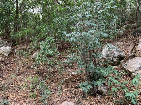Fourth image of Rainbow Crescent in Kingston 8, St. Andrew, Jamaica - property is For Sale