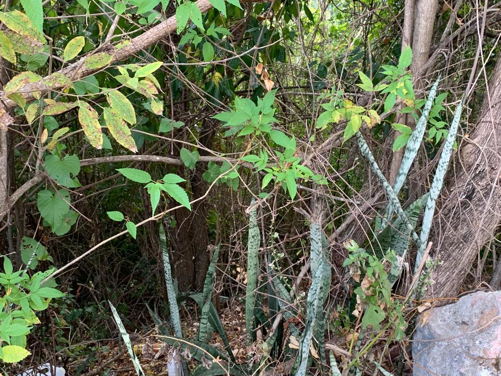 Tenth image of Rainbow Crescent in Kingston 8, St. Andrew, Jamaica - property is For Sale