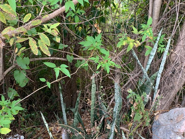 Tenth image of Rainbow Crescent in Kingston 8, St. Andrew, Jamaica - property is For Sale