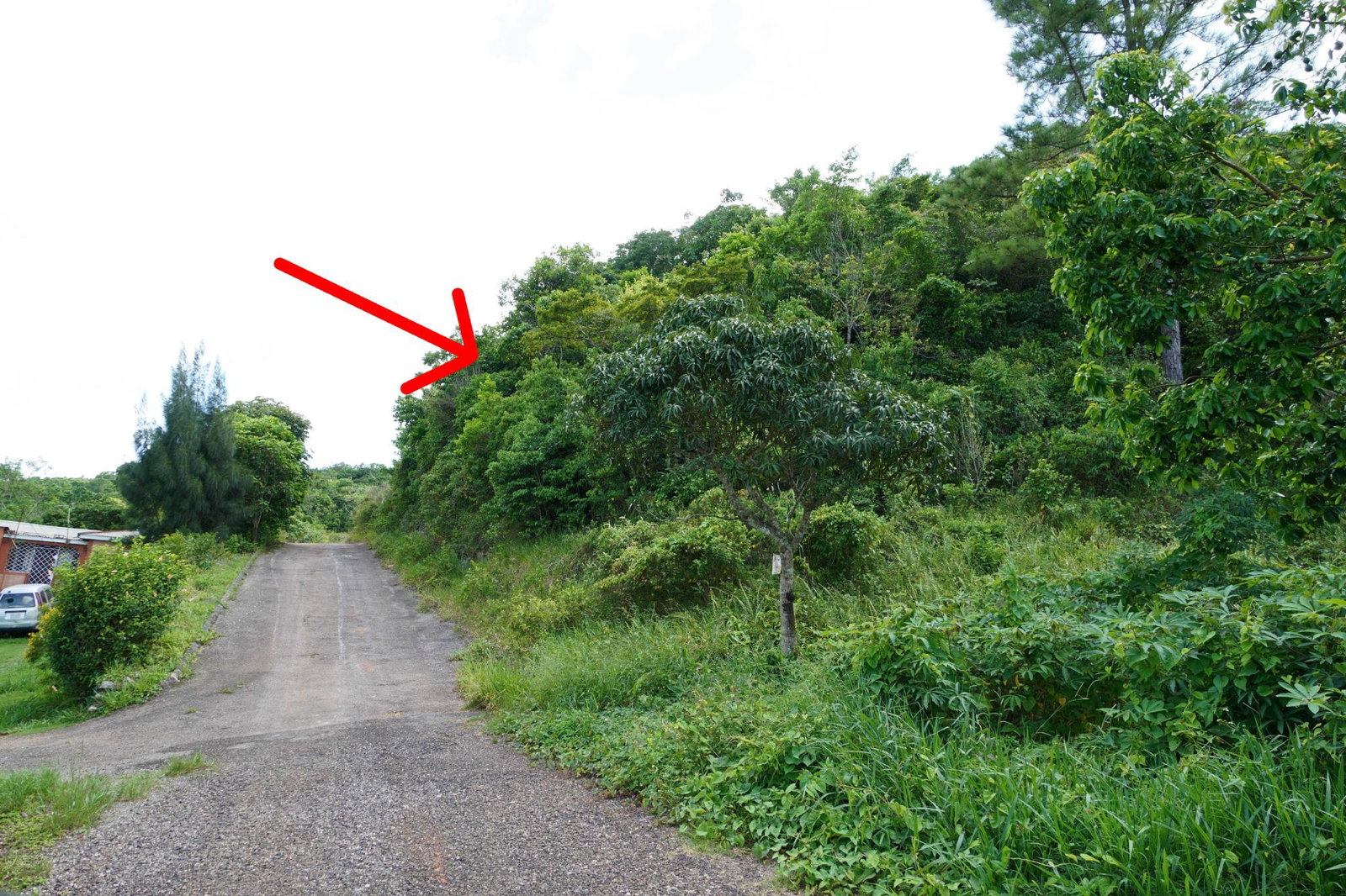 Ninth image of Red Bank in Hatfield, Manchester, Jamaica - property is For Sale