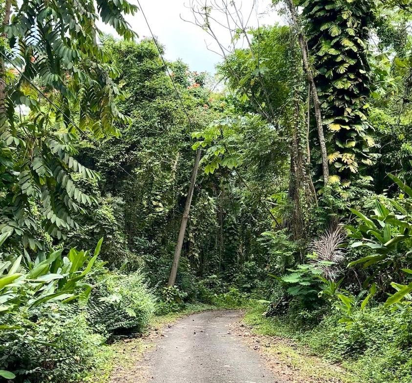 Ninth image of 11 San San Estate, Port Anto in SAN SAN, Portland, Jamaica - property is For Sale