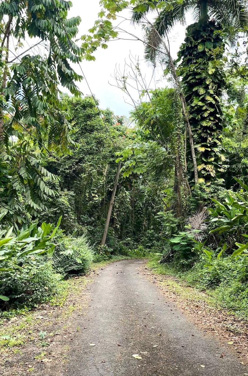 Prime-Residential-Lot-for-Sale-in-San-San-Estate-Port-Antonio Ninth image of 11 San San Estate, Port Anto in SAN SAN, Portland, Jamaica - property is For Sale