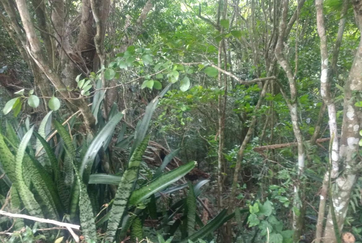 Second image of Lot 4-lot 4 Swain Spring Road, Maverl in Red Hills, St. Andrew, Jamaica - property is For Sale