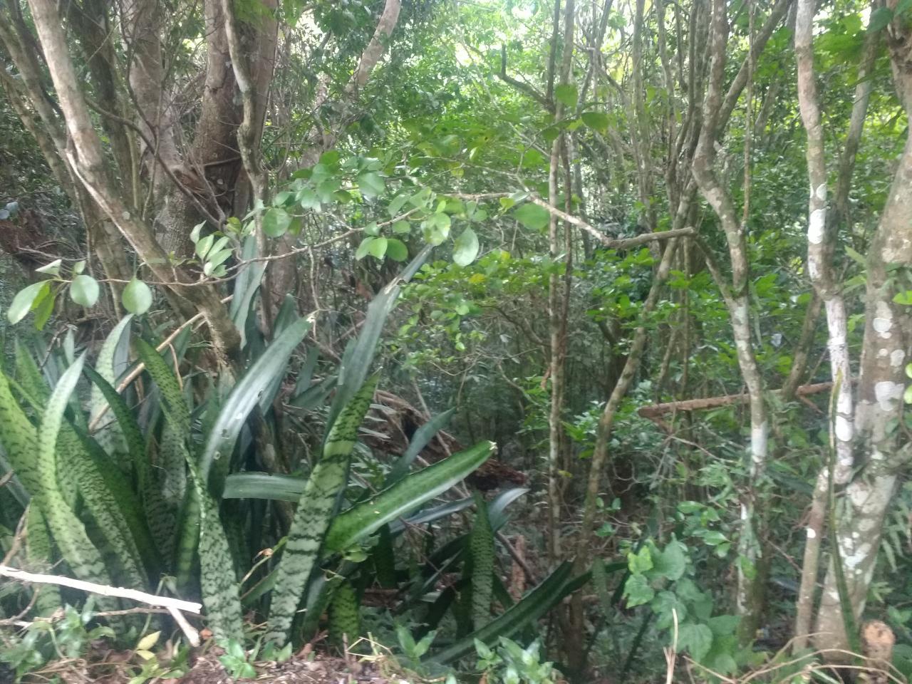 Second image of Lot 4-lot 4 Swain Spring Road, Maverl in Red Hills, St. Andrew, Jamaica - property is For Sale