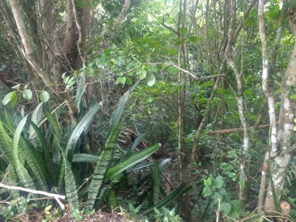 Second image of Lot 4-lot 4 Swain Spring Road, Maverl in Red Hills, St. Andrew, Jamaica - property is For Sale