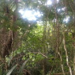 First image of Lot 4-lot 4 Swain Spring Road, Maverl in Red Hills, St. Andrew, Jamaica - property is For Sale