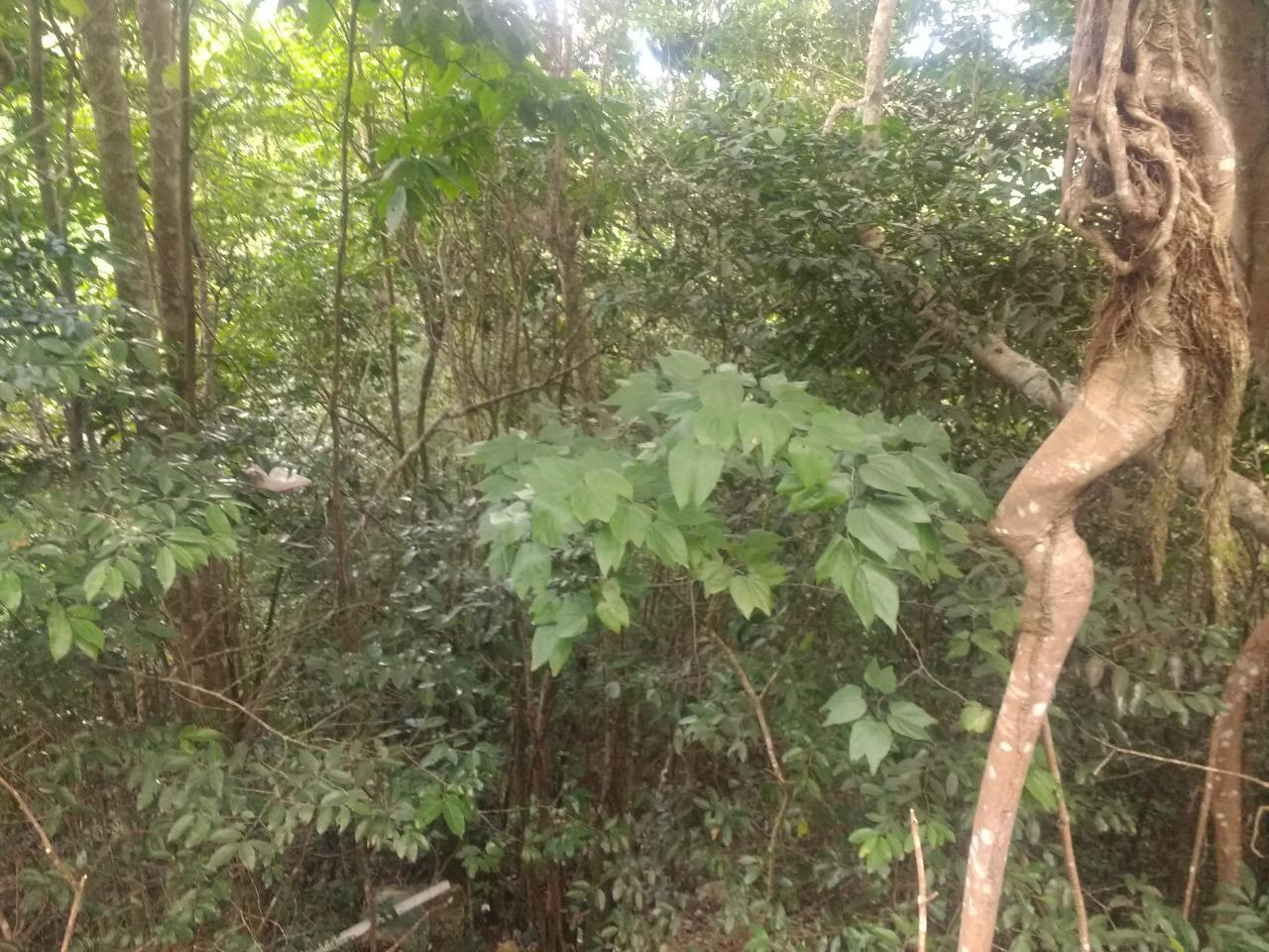 Third image of Lot 4-lot 4 Swain Spring Road, Maverl in Red Hills, St. Andrew, Jamaica - property is For Sale