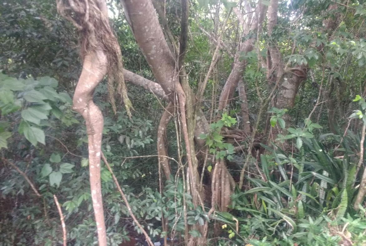 Fourth image of Lot 4-lot 4 Swain Spring Road, Maverl in Red Hills, St. Andrew, Jamaica - property is For Sale