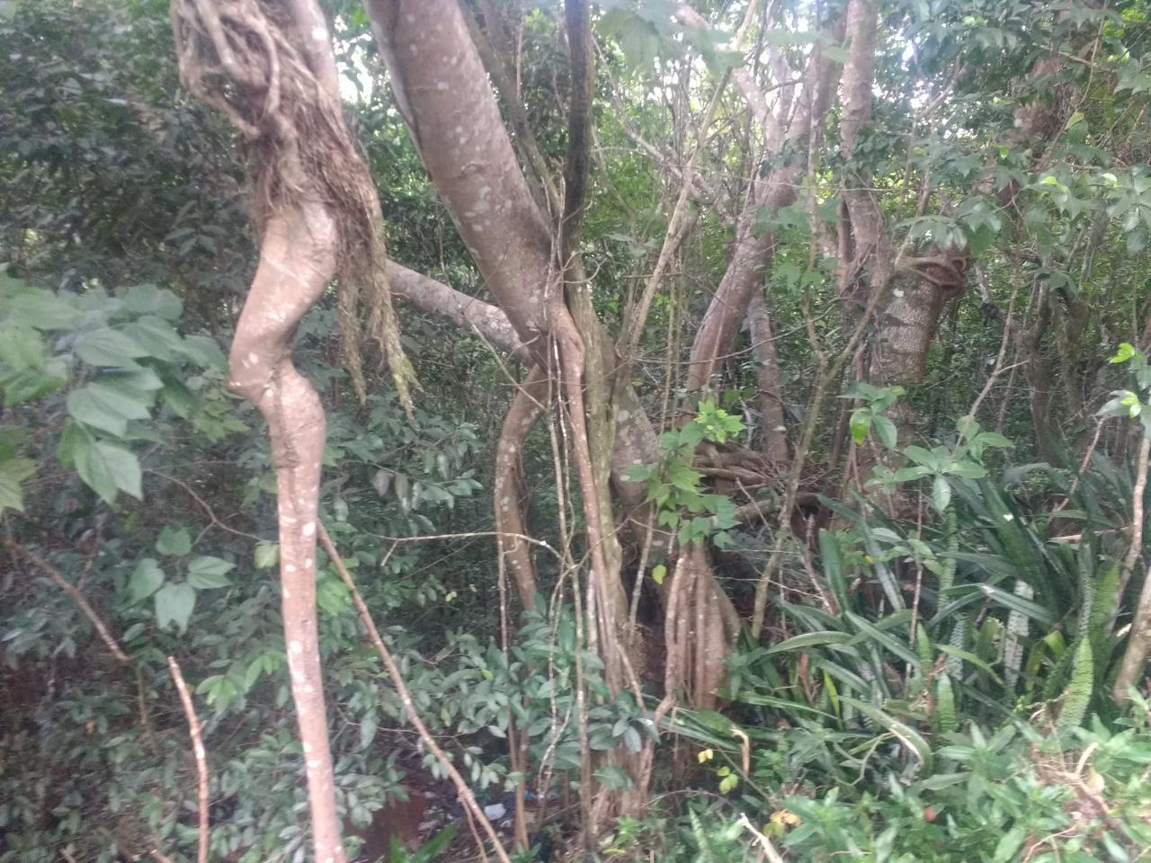 Fourth image of Lot 4-lot 4 Swain Spring Road, Maverl in Red Hills, St. Andrew, Jamaica - property is For Sale