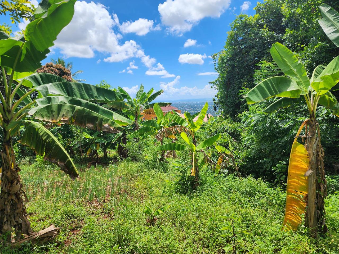 Prime-Residential-Lot-for-Sale-in-St.-Andrew-Jamaica-30000-sq-ft Second image of Leas Flat, St. Andrew in Kingston 19, St. Andrew, Jamaica - property is For Sale