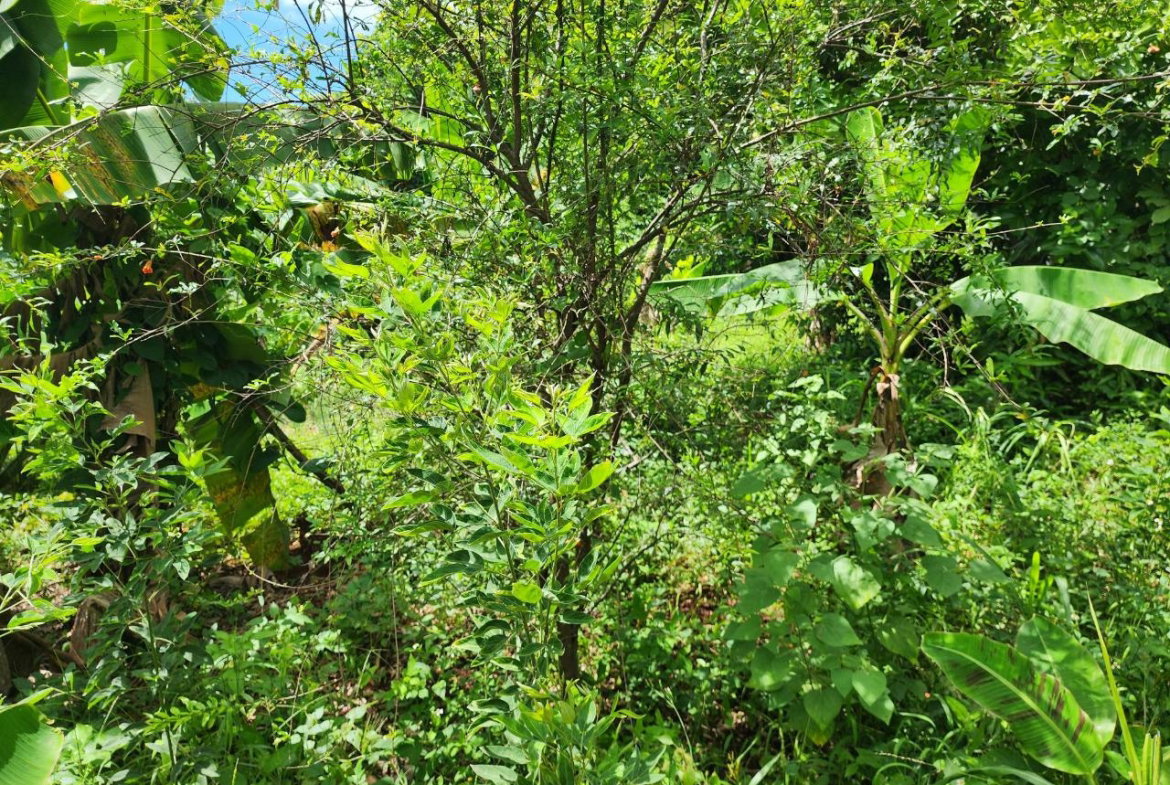 First image of Leas Flat, St. Andrew in Kingston 19, St. Andrew, Jamaica - property is For Sale