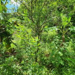 First image of Leas Flat, St. Andrew in Kingston 19, St. Andrew, Jamaica - property is For Sale