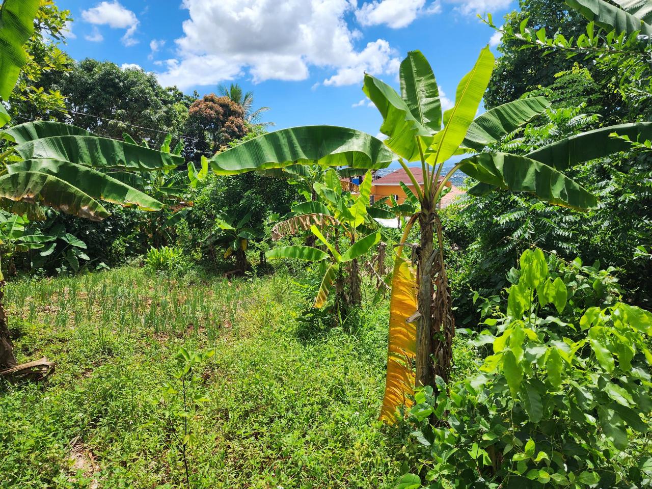 Prime-Residential-Lot-for-Sale-in-St.-Andrew-Jamaica-30000-sq-ft Fourth image of Leas Flat, St. Andrew in Kingston 19, St. Andrew, Jamaica - property is For Sale
