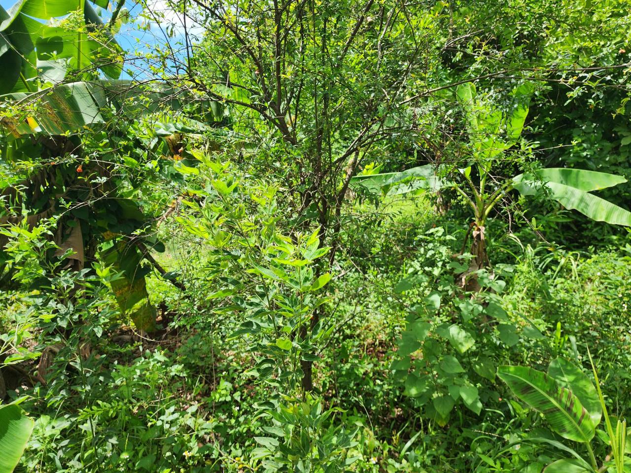 Prime-Residential-Lot-for-Sale-in-St.-Andrew-Jamaica-30000-sq-ft First image of Leas Flat, St. Andrew in Kingston 19, St. Andrew, Jamaica - property is For Sale